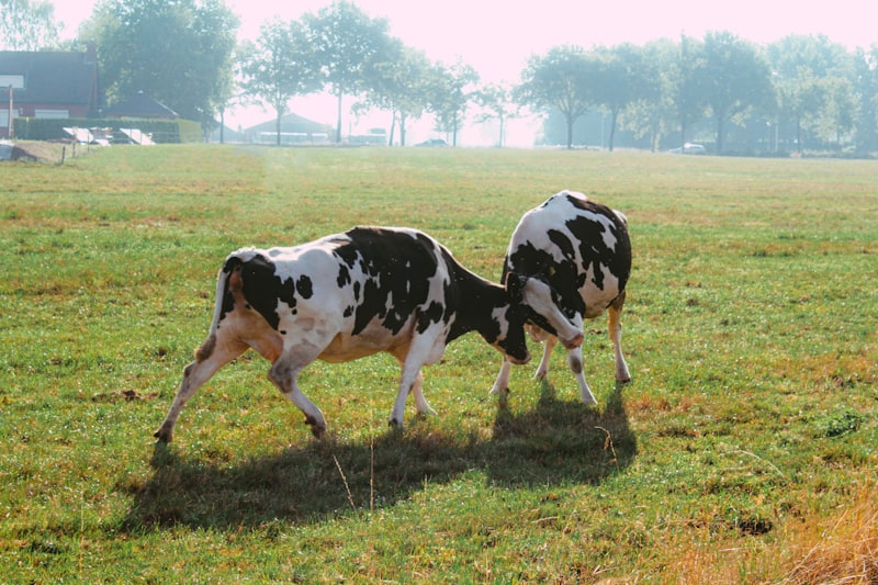 Selective Breeding: Shaping Behavioral Traits Through Choice