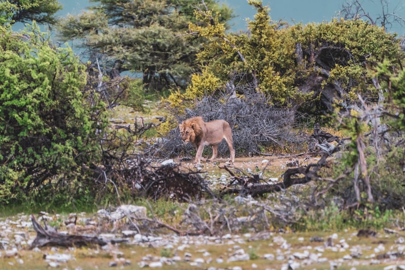 Situational Analysis: Decoding Behavior in the Wild