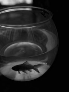 The Fishbowl Technique: Master Dynamic Group Dynamics