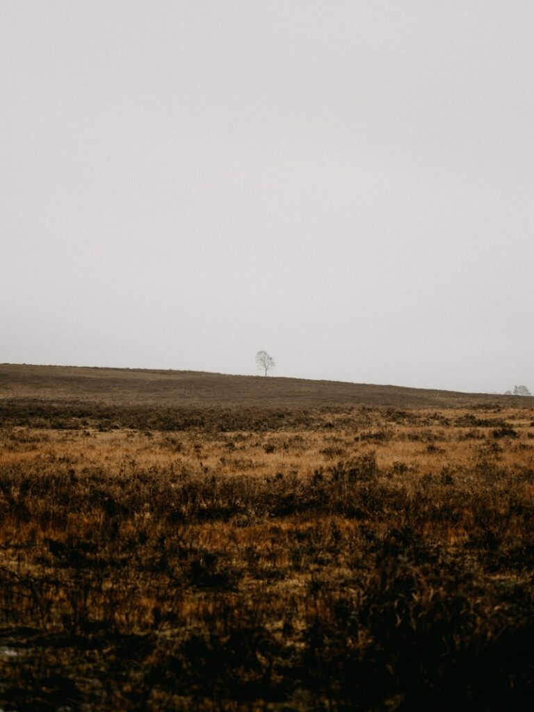 The Free Field: Soundscapes of the Unrestricted Mind