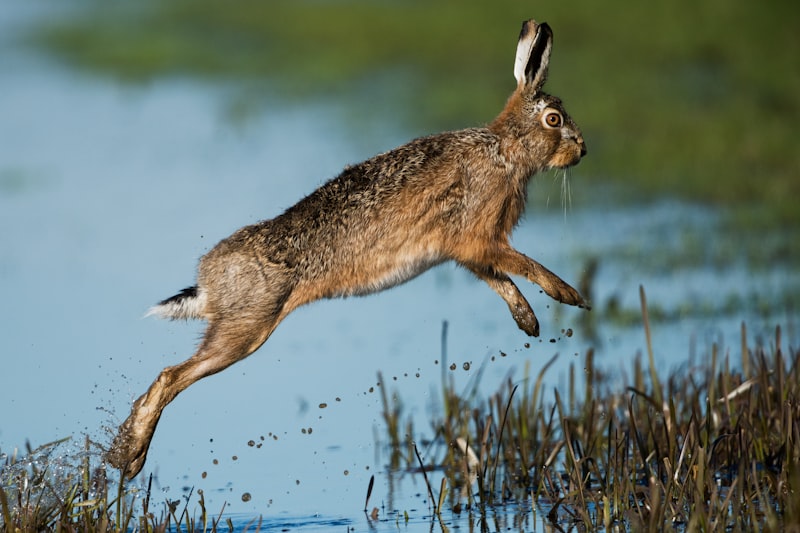 The Jumping Stand: Testing Animal Learning and Perception