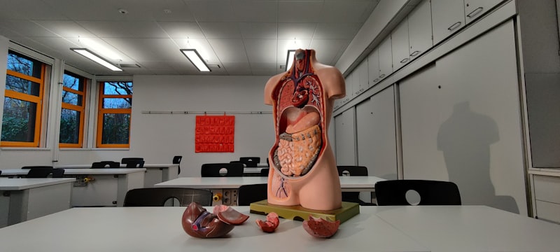 The Phallus: Anatomy vs. Symbolic Power