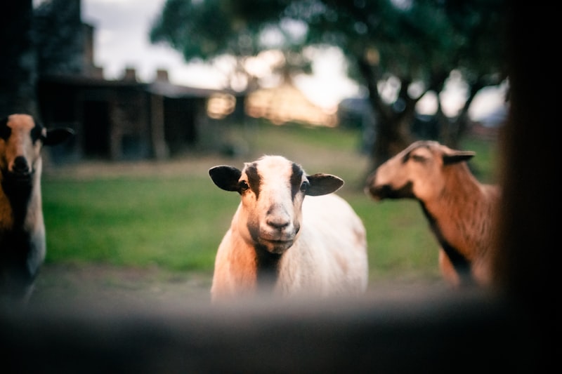 The Sheep-Goat Effect: How Belief Shapes Reality