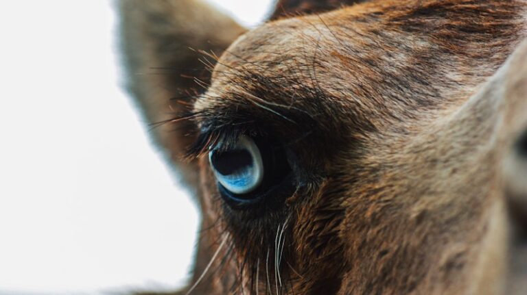 Tonic Immobility: Decoding the Mystery of Animal Hypnosis