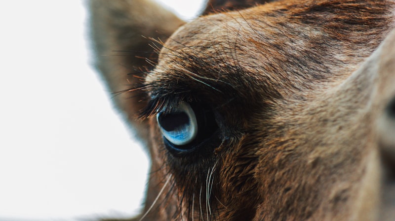 Tonic Immobility: Decoding the Mystery of Animal Hypnosis