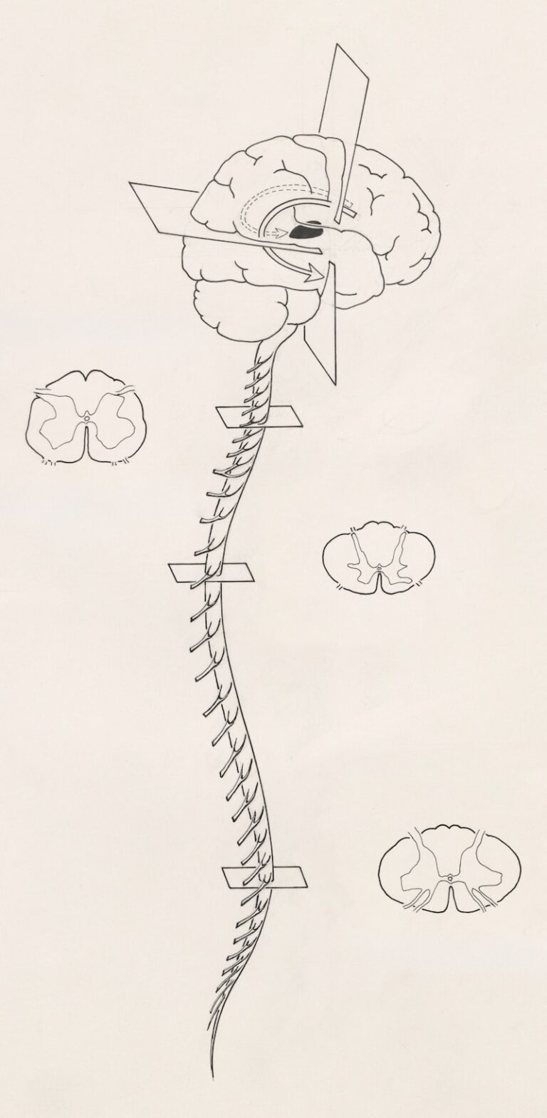 Autonomic Conditioning: Master Your Nervous System