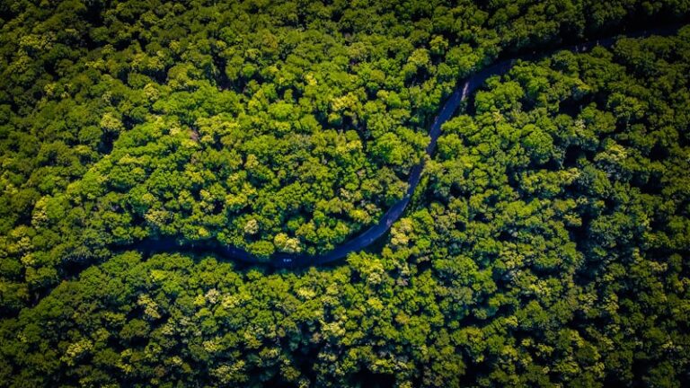 Bioecological Model: How Your Environment Shapes You