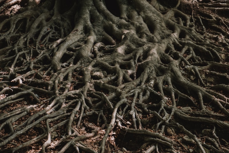 Cartesianism: The Roots of the Modern Mind