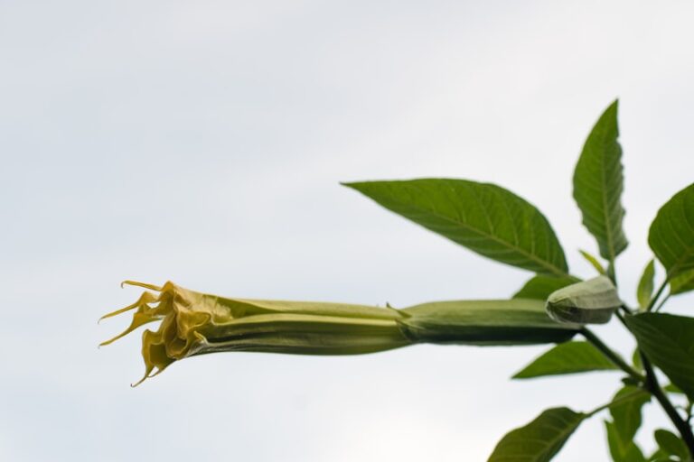 Datura Stramonium: The Psychology of Hallucinogenic Plants