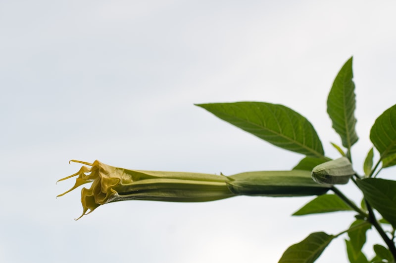 Datura Stramonium: The Psychology of Hallucinogenic Plants