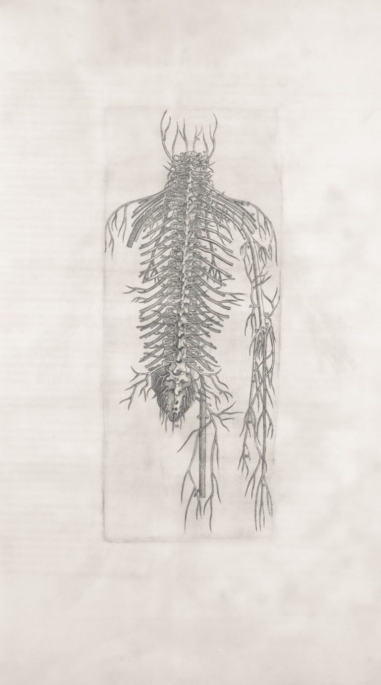 Spinal Nerves: The Body's Hidden Psychological Gateway