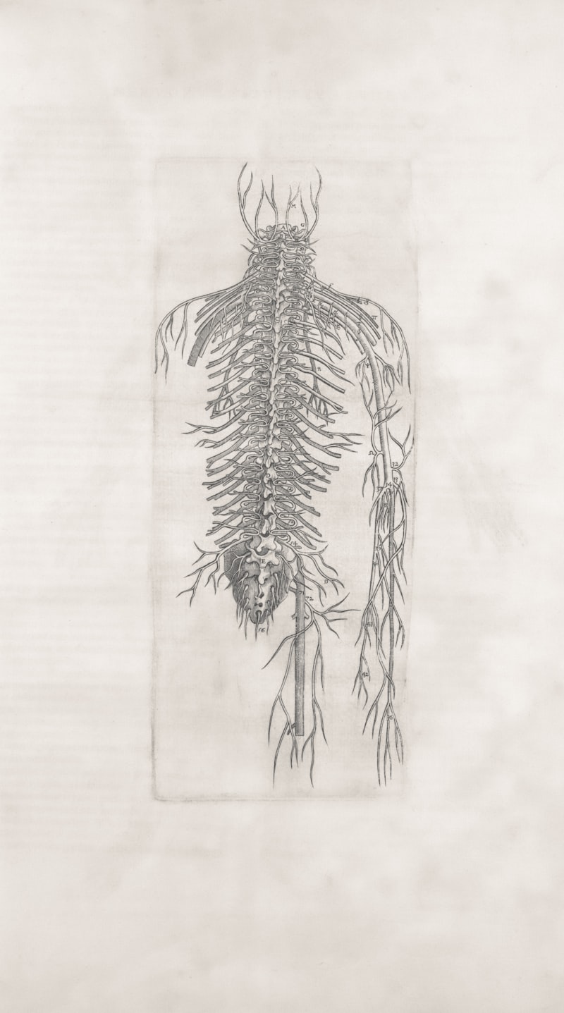 Spinal Nerves: The Body's Hidden Psychological Gateway