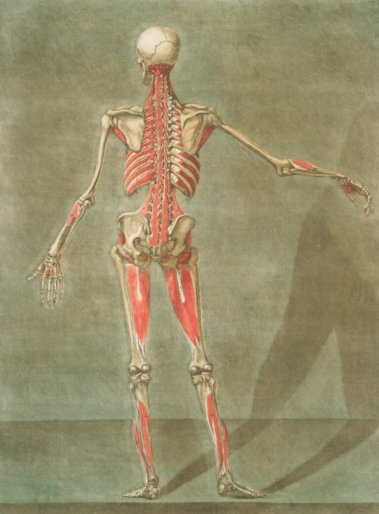 The Corticospinal Tract: Master Your Voluntary Movement