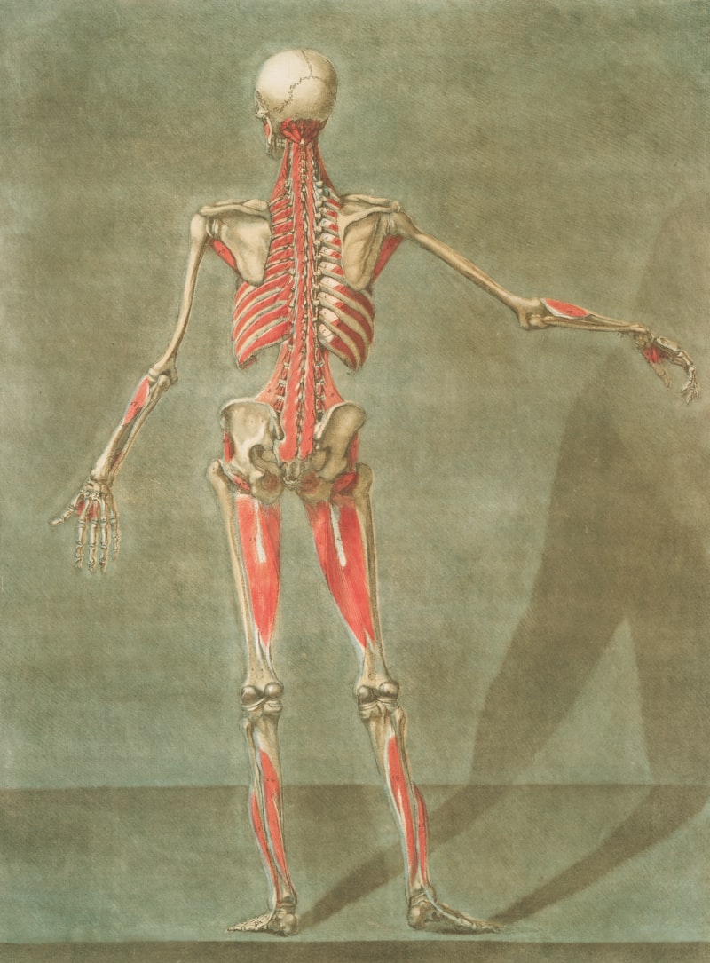 The Corticospinal Tract: Master Your Voluntary Movement