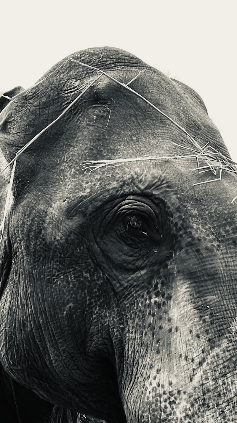 The T-Maze: Mapping the Geometry of Animal Cognition