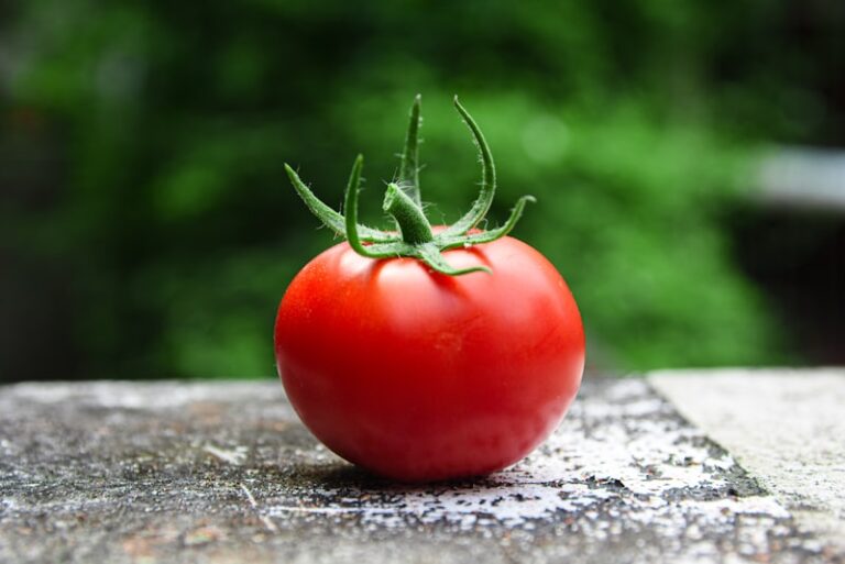 The Tomato Effect: Why Science Rejects Proven Cures