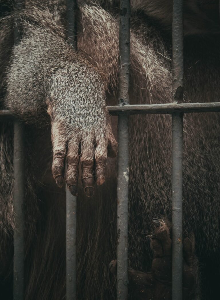 Zoosadism: The Dark Psychology Behind Animal Cruelty
