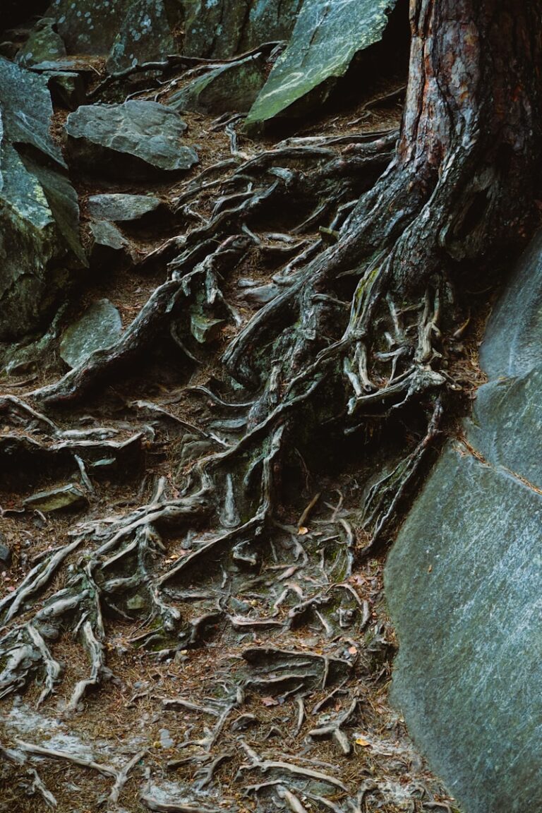 First-Order Factors: Decoding the Roots of Human Behavior