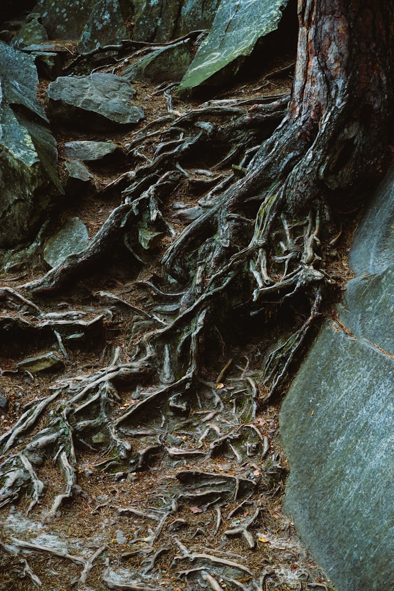 First-Order Factors: Decoding the Roots of Human Behavior