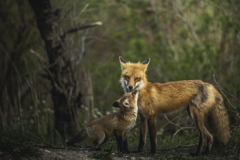 Paternal Investment: The Evolution of Animal Fatherhood