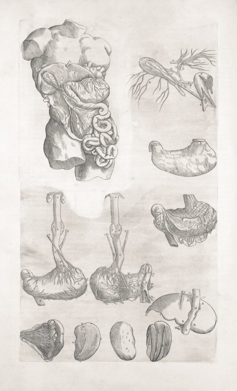 Reproductive Biology: The Conduit of Life and Origin