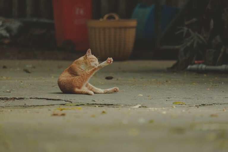 Waxy Flexibility: Understanding the Catatonic Stasis