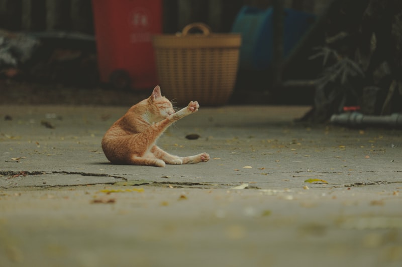 Waxy Flexibility: Understanding the Catatonic Stasis