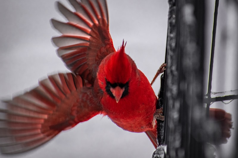 Cardinal Traits: The Hidden Architects of Your Personality