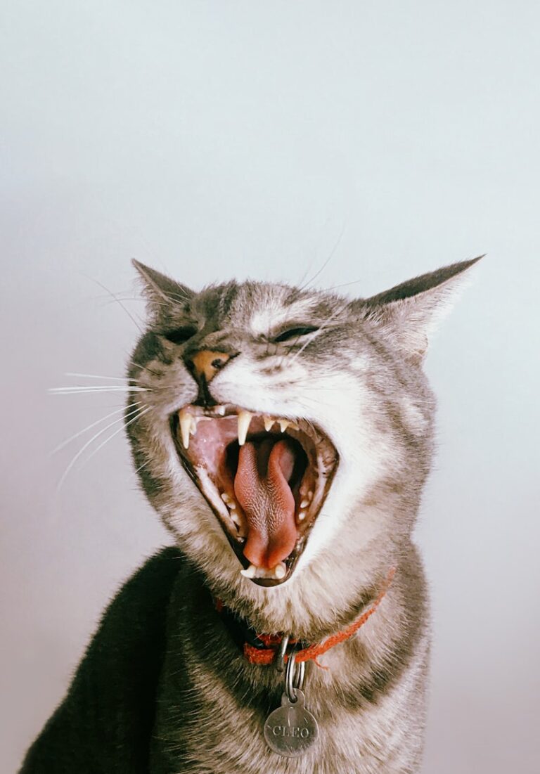 Feline Psychology: Why We Bond With Our Predators