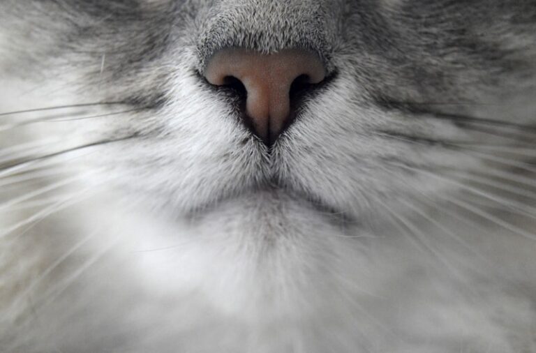 Olfactory Adaptation: Why Your Nose Ignores the World