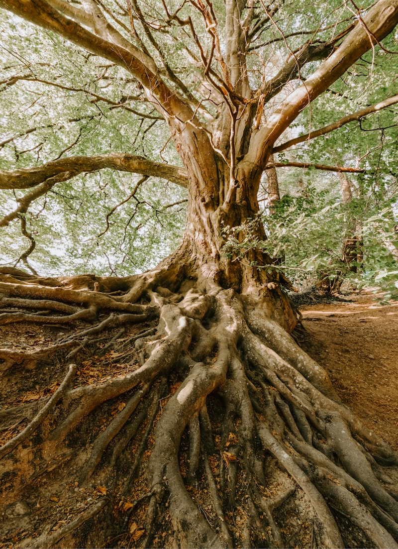 Rhesus Factor: The Biological Roots of Identity