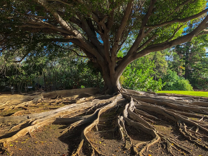 Teratology: Understanding the Roots of Human Development