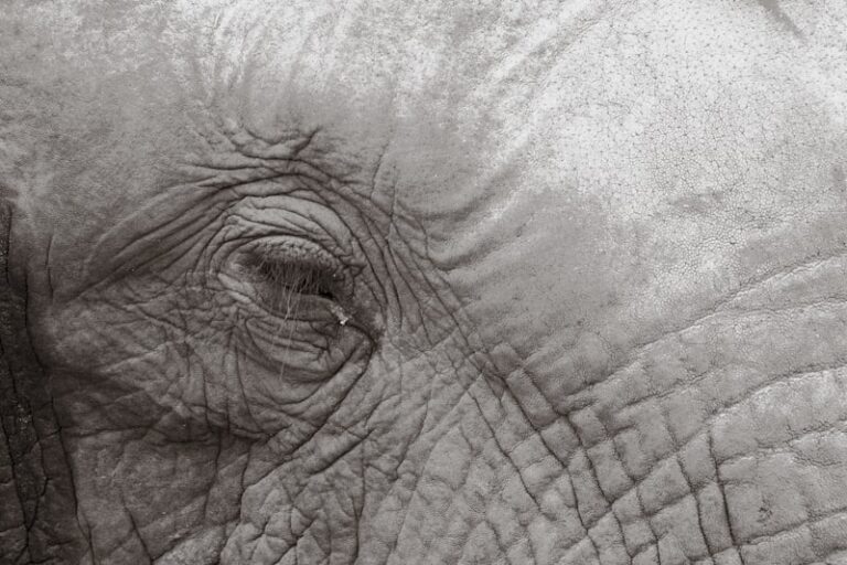 Territorial Marking: Why Animals Draw Their Invisible Lines