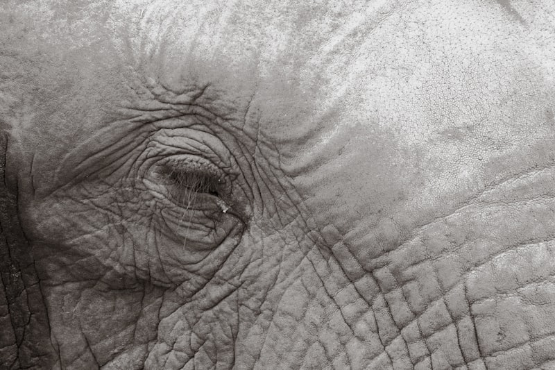 Territorial Marking: Why Animals Draw Their Invisible Lines