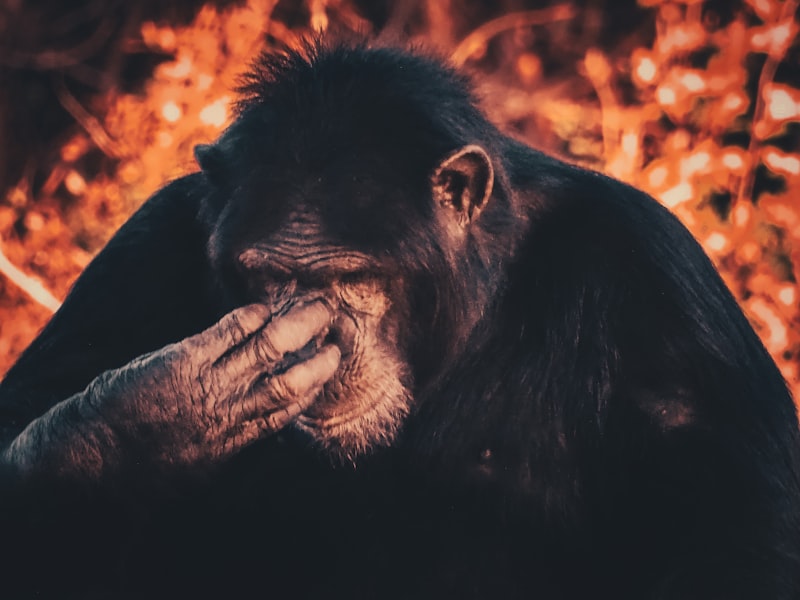 Zoanthropy: Decoding the Psychology of Animal Delusions