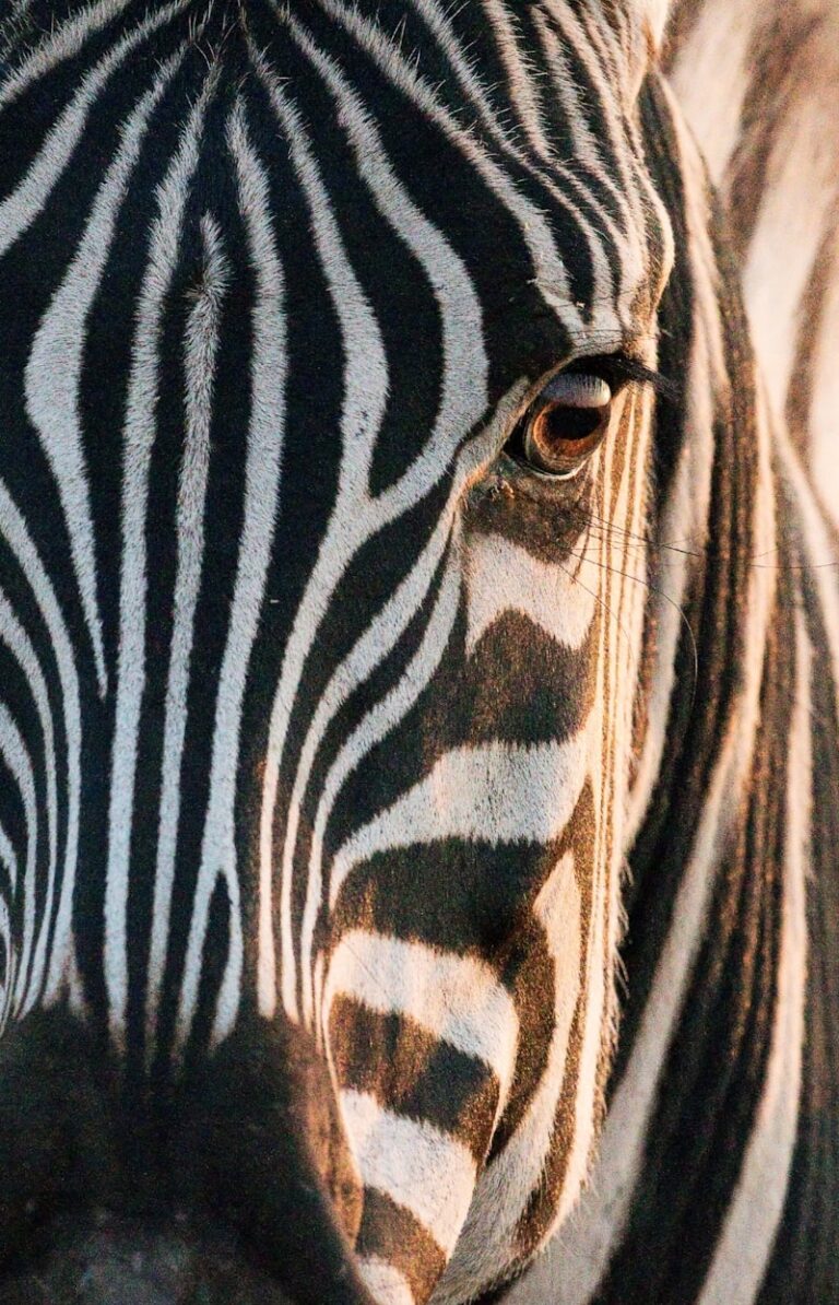 Zoomorphism: Why We See Human Traits in Animals