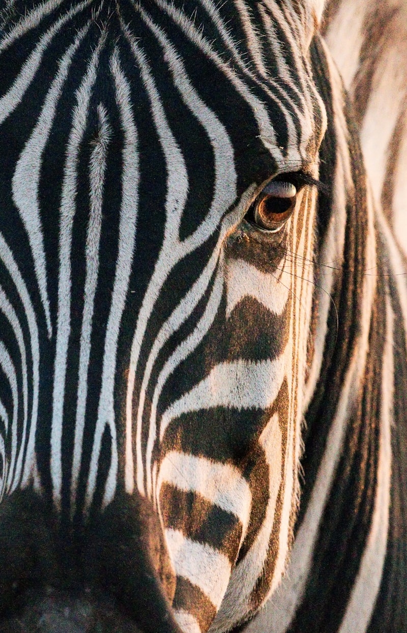 Zoomorphism: Why We See Human Traits in Animals