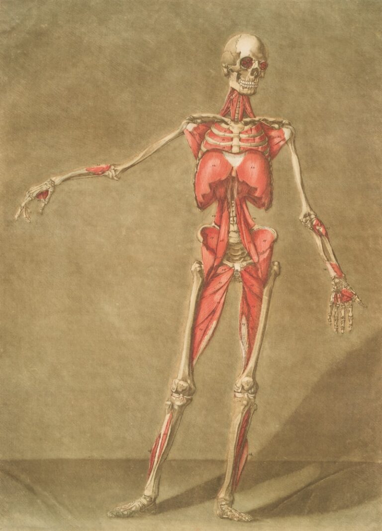 Anatomical Discovery: The Legacy of Girolamo Fallopio