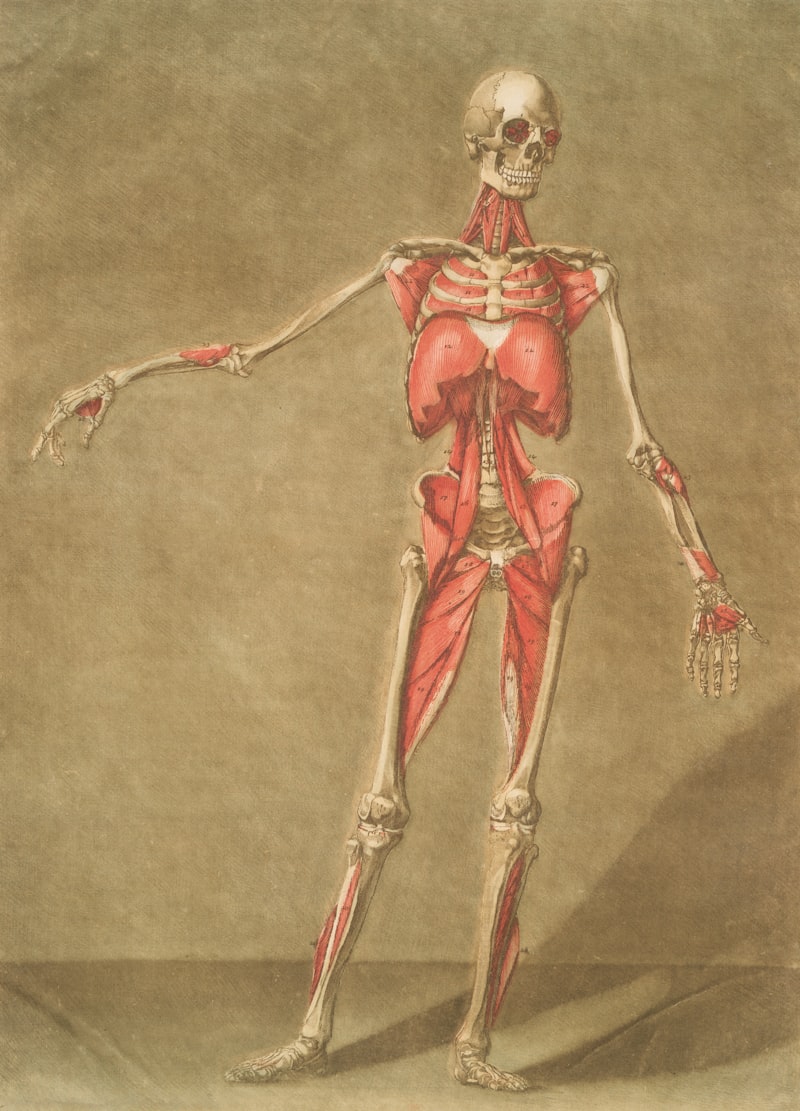 Anatomical Discovery: The Legacy of Girolamo Fallopio