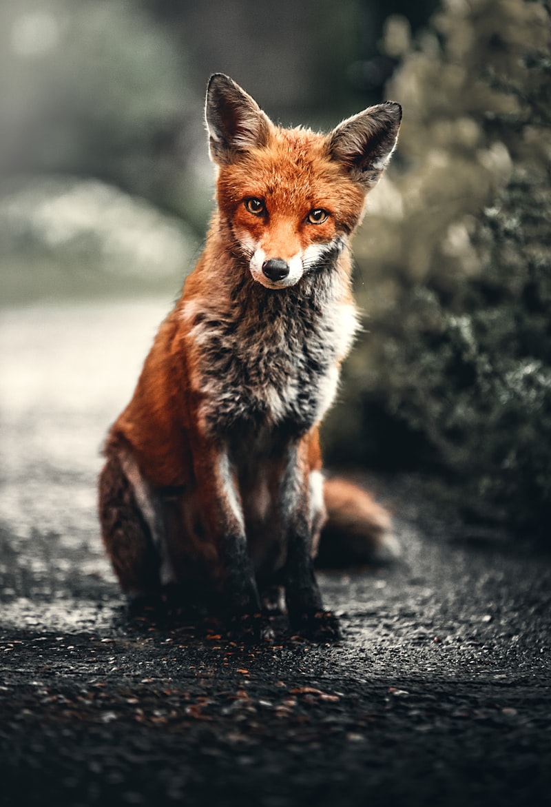 Animal Emotion: Do Creatures Feel Like We Do?