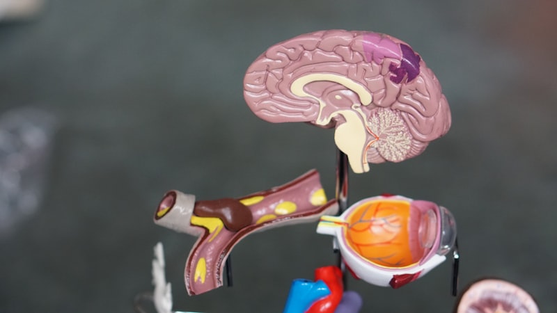 Functional Amblyopia: Why Your Brain Ignores Your Eyes