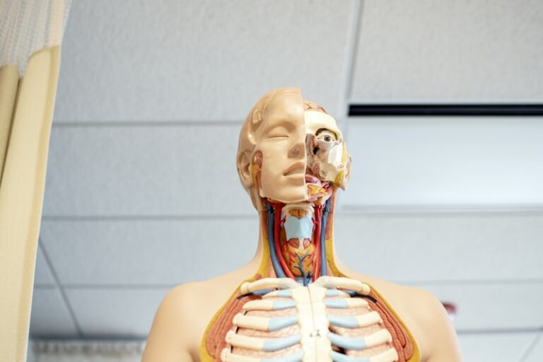Mastoid Anatomy: Understanding Its Role in Cranial Balance