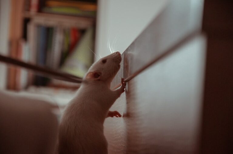 Open-Field Testing: Mapping the Anxious Rodent Mind