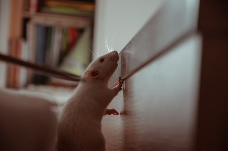 Open-Field Testing: Mapping the Anxious Rodent Mind
