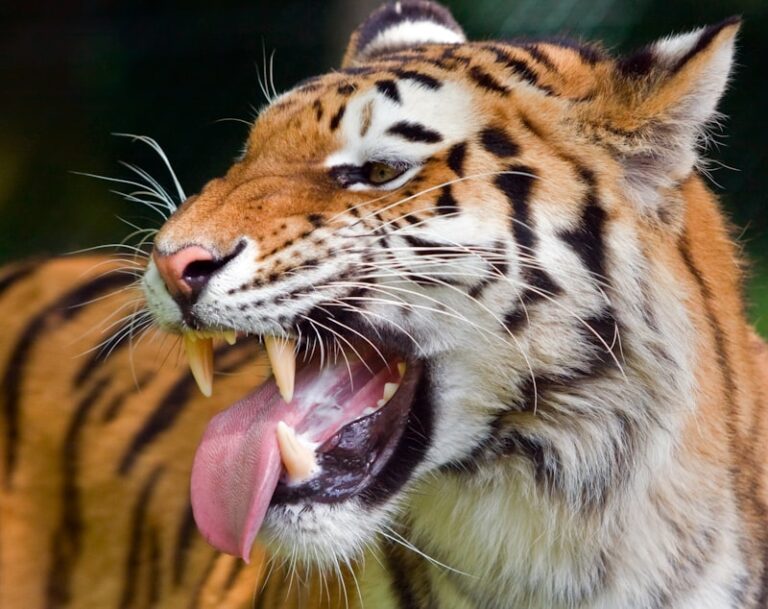 Scent Marking: The Hidden Language of Animal Behavior