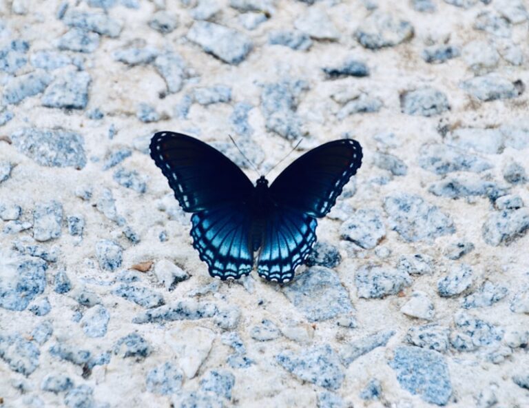 The Butterfly Effect: How Tiny Choices Shape Your Life