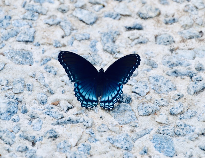 The Butterfly Effect: How Tiny Choices Shape Your Life