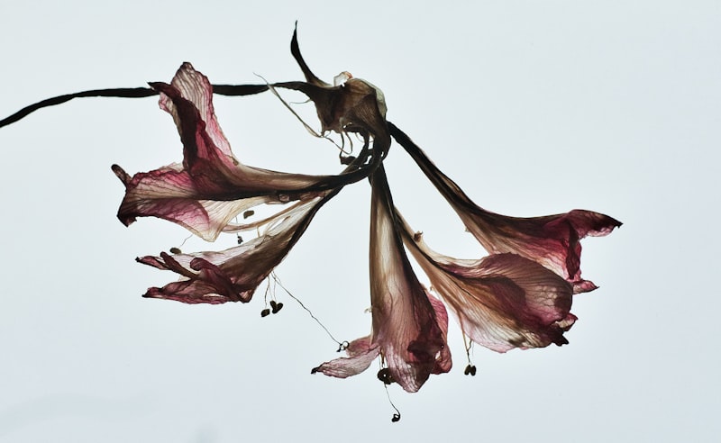 Toxicology: The Deadly Allure of Belladonna