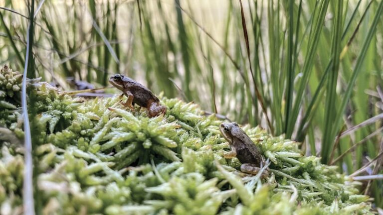 Brood Parasitism: Nature's Deceptive Survival Strategy