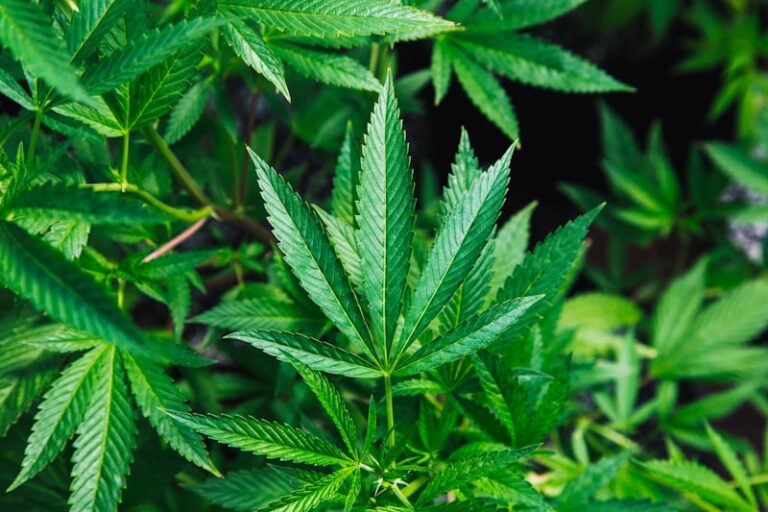 Cannabis Psychosis: Understanding the Risks of Intoxication
